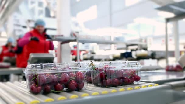 Розмиті люди в червоній уніформі працюють на заводі з переробки фруктів — стокове відео