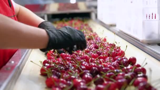 Transportador trabajador en guantes negros recoge cerezas salvajes podridas — Vídeo de stock