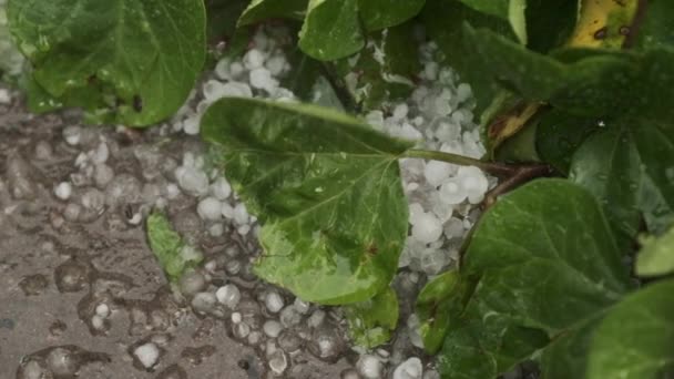 Hailstorm σπάει πλούσια πράσινα φυτά στο έδαφος στο ντους χαλάζι — Αρχείο Βίντεο