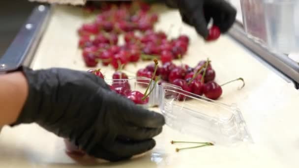 As mãos de mulheres classificam e põem bagas de cereja em um container plástico — Vídeo de Stock