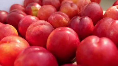 Güneş ışığında gölgelerde sulu kırmızı nektarinler.