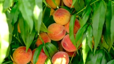 Bahçedeki ağaç dalında olgunlaşmış taze şeftali meyveleri.