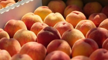 Ağaç dallarının gölgesinde lezzetli şeftalilerle dolu sandık.