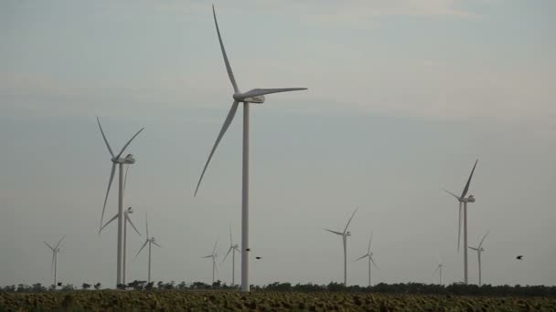 Grön energi och flygande fåglar — Stockvideo