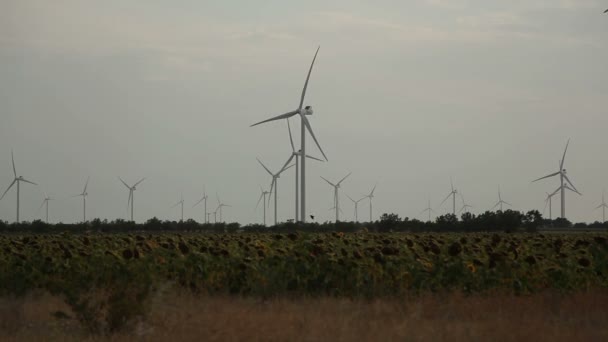 Energía verde y aves voladoras — Vídeo de stock