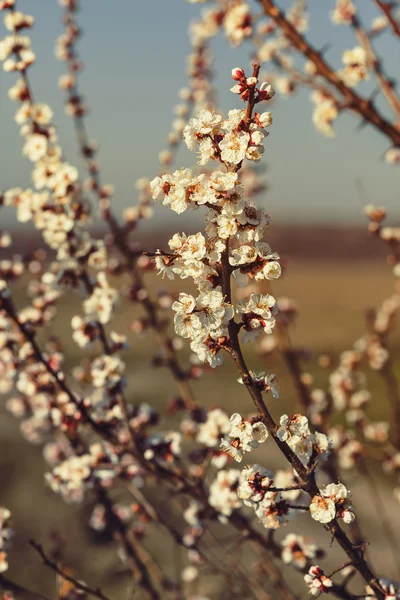 Çiçeklenme sırasında kayısı dalları.
