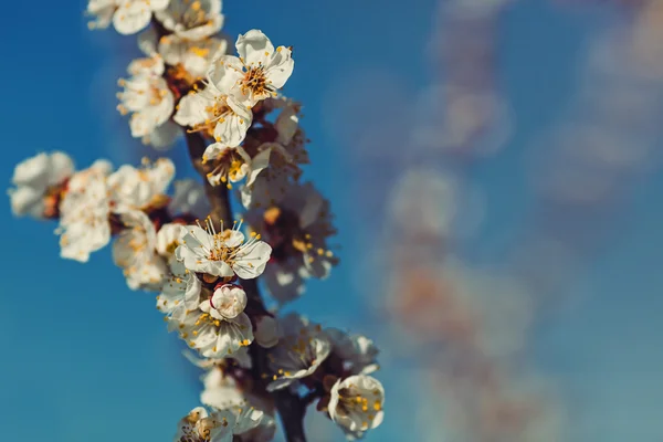 Çiçeklenme sırasında kayısı dalları.