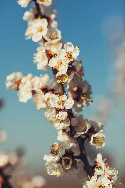 Çiçeklenme sırasında kayısı dalları.