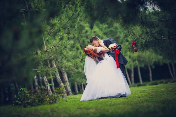 Gelin ve damat bir çam ormanı içinde