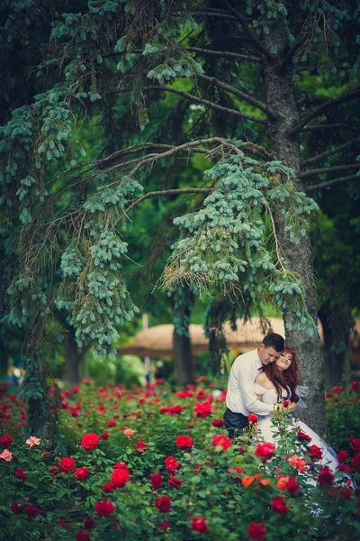 Portre yeni evliler çiçek açan güller arasında.