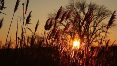 Günbatımı nehrinde - manzara serisi
