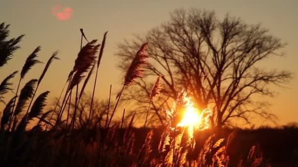 Zonsondergang op de rivier - landschap serie — Stockvideo