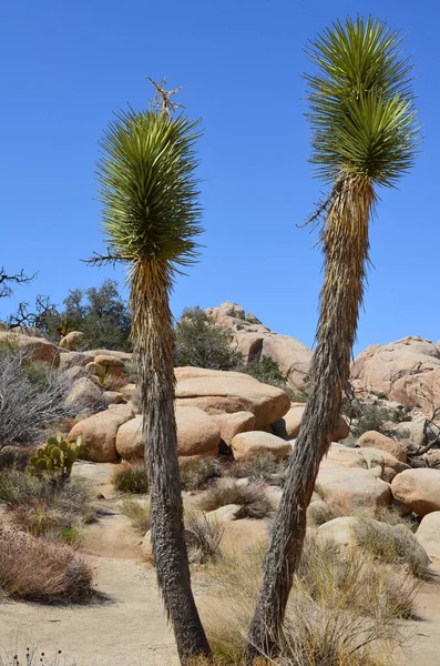 Pair of Joshua Trees at Joshua Tree National Park