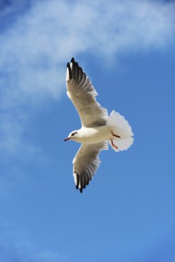 Soaring seagull clipart