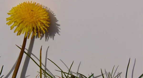 黄色蒲公英和蒲公英的阴影 暗影与花朵的白色背景游戏 — 图库照片
