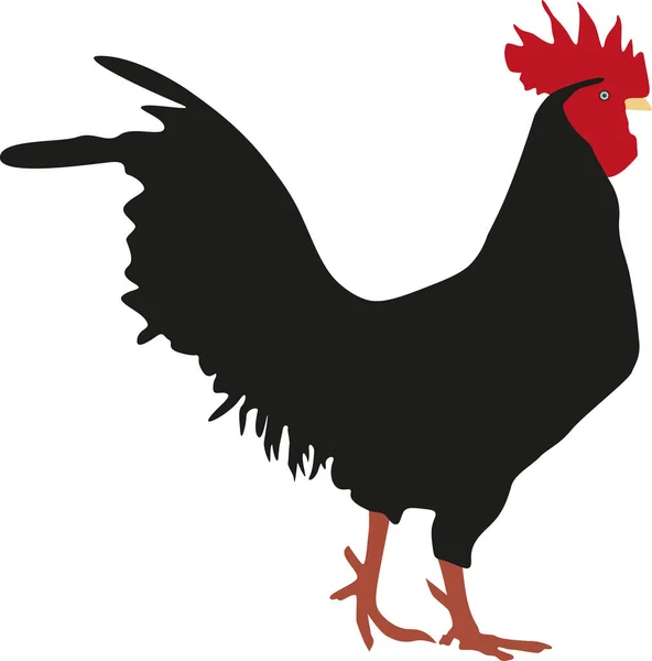  Rooster vektör illüstrasyon sanat tasarımı