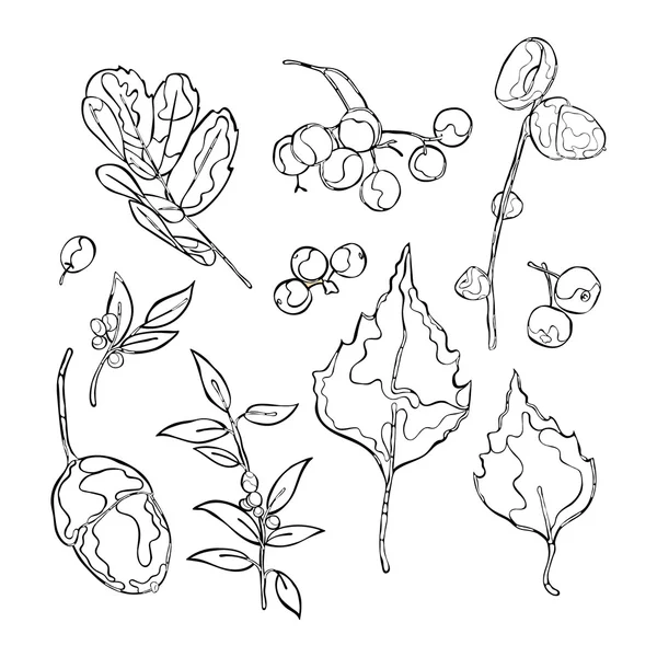 秋林：树叶、橡子、浆果。白色背景上的独立矢量对象. — 图库矢量图片