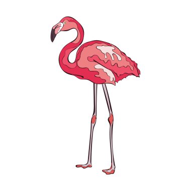 Renkli pembe flamingo. Beyaz arka plan üzerinde izole vektör nesnesi.