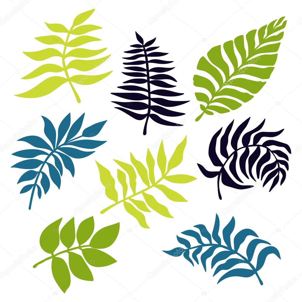 Palm branch. Fern. Leaves. Isolated vector objects on white background.