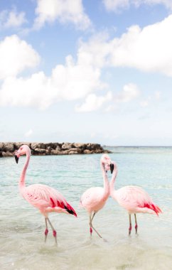 Flamingos sunbathing on Aruba beach in South America. South American Beach Resort with three flamingos walking on the beach along the water.