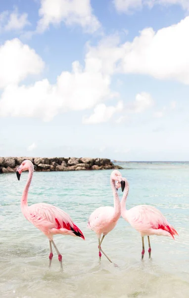 Flamingos Sunbathing Aruba Beach South America South American Beach Resort — Zdjęcie stockowe