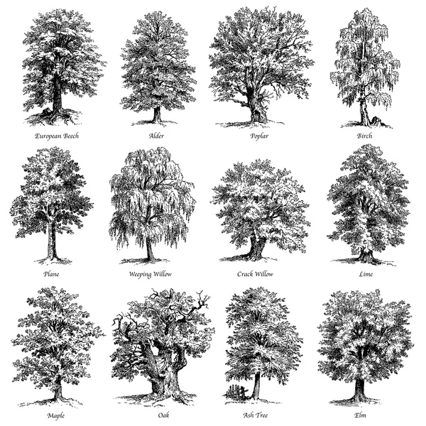 Serie di illustrazioni vettoriali di alberi comuni — Vettoriale Stock