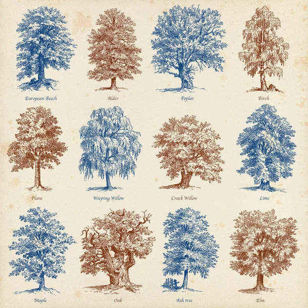 Gemensamma träd illustrationer set — Stockfoto