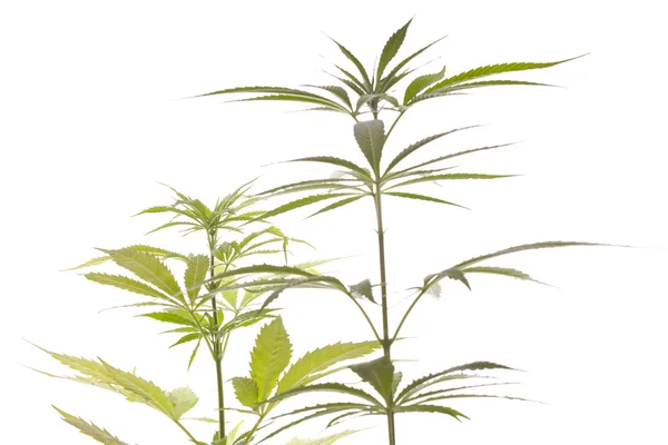 新鲜的大麻植物的叶子在白色背景上 免版税图库照片