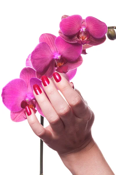 Manicured nails painted a deep red caress dark pink flower Royalty Free Stock Photos