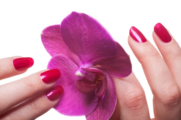 Gepflegte Nägel lackiert eine tiefrote Liebkosung dunkelrosa Blume — Stockfoto