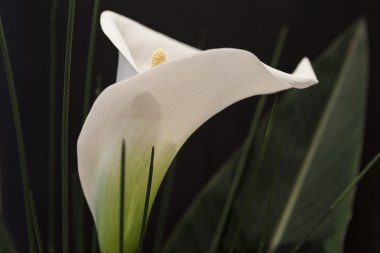 Beyaz Calla Lili önünde siyah arka plan makro detay