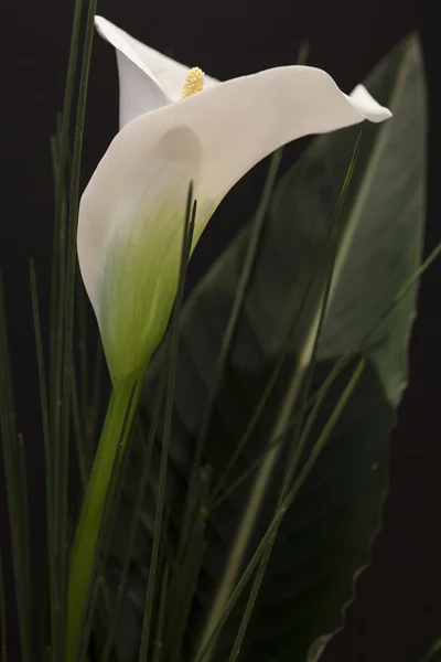 Branco Calla Lili na frente de preto Fundo macro Detalhe Imagem De Stock