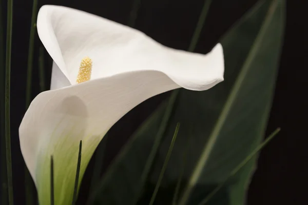 Branco Calla Lili na frente de preto Fundo macro Detalhe Imagens Royalty-Free