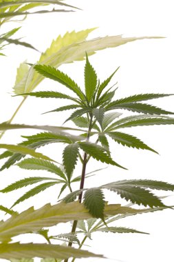 Beyaz arka plan üzerinde taze esrar bitki yaprakları