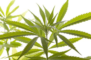 Beyaz arka plan üzerinde taze esrar bitki yaprakları