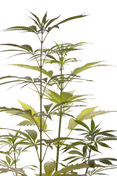 Färska Marijuana växt blad på vit bakgrund — Stockfoto