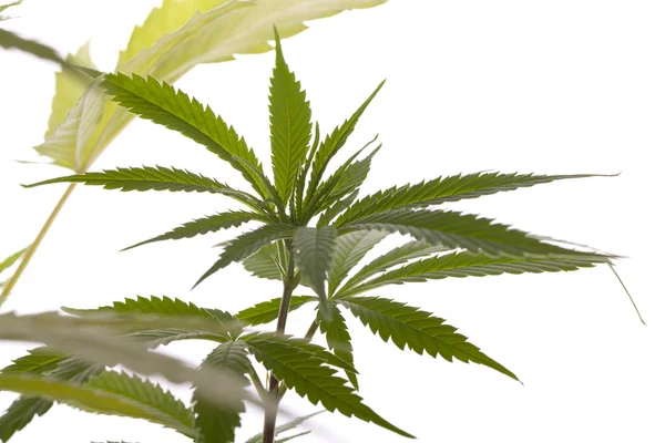 Färska Marijuana växt blad på vit bakgrund — Stockfoto