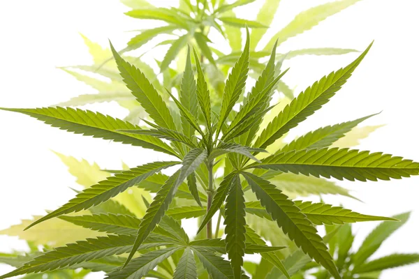 Färska Marijuana växt blad på vit bakgrund — Stockfoto