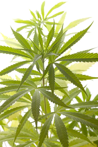 Fresca pianta di marijuana foglie su sfondo bianco — Foto Stock