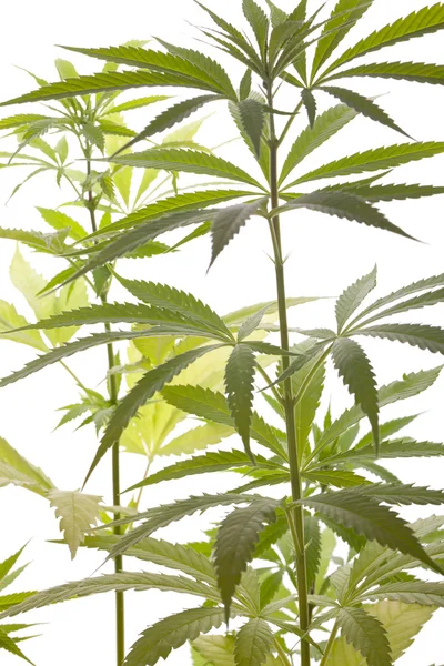 Färska Marijuana växt blad på vit bakgrund — Stockfoto