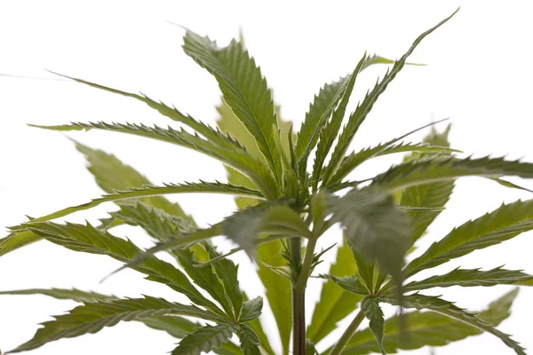 Färska Marijuana växt blad på vit bakgrund — Stockfoto