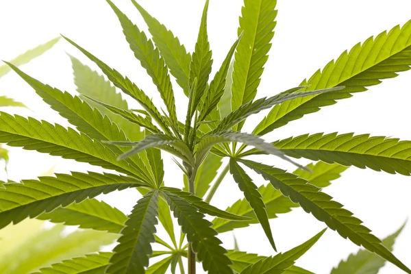 Fresca pianta di marijuana foglie su sfondo bianco — Foto Stock