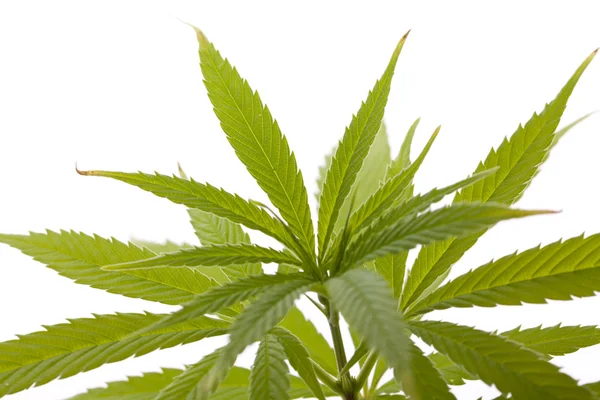 Listy čerstvé marihuany rostlin na bílém pozadí Stock Obrázky