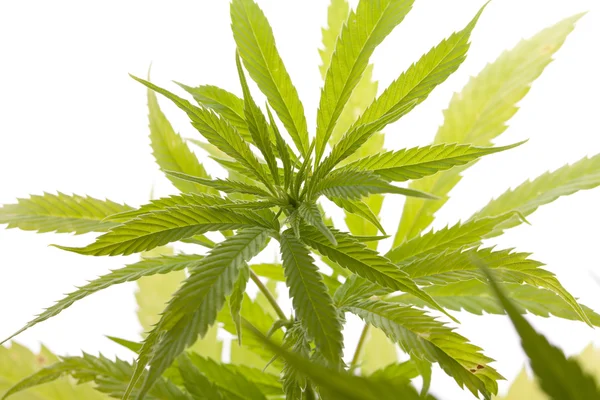 Färska Marijuana växt blad på vit bakgrund — Stockfoto