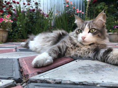 Çiçek bahçesinin arka planında bir kedi yatıyor.