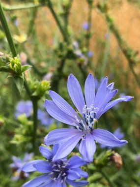 tarlada çiçek açan hindiba çiçeği