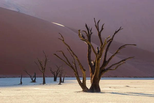 Gün doğumunda Deadvlei 'de ölü Camelthorn ağaçları. Sossusvlei kumulları, Namib Naukluft Ulusal Parkı, Namibya.