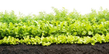 Bahçedeki toprakta yetişen yeşil şeyler..