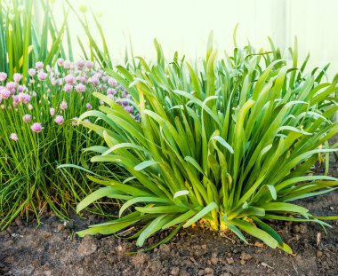 Bahçede dekoratif soğanlar - Allium fındıkları (cüce alp soğanı) ve soğan çiçekleri.