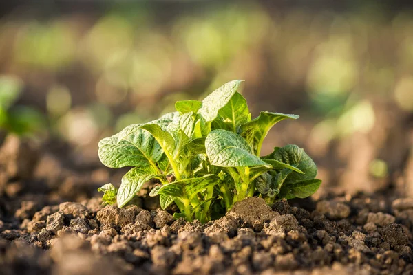 Toprakta yetişen genç, güçlü ve sağlıklı patates. fabrika yakın çekim